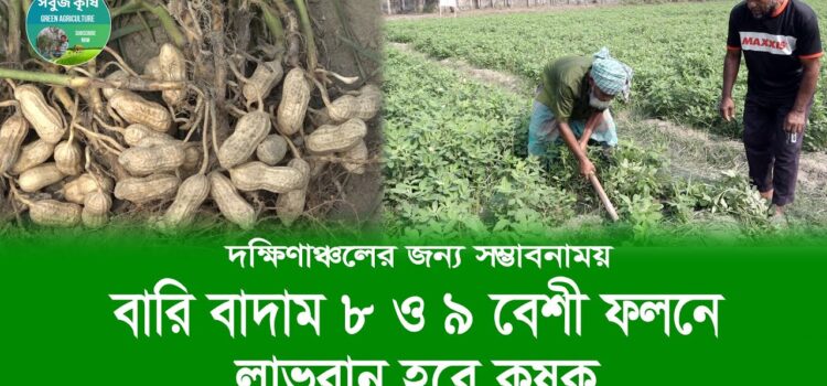 দক্ষিণাঞ্চলের জন্য সম্ভাবনাময় বারি বাদাম ৮ ও ৯ বেশী ফলনে লাভবান হবে কৃষক