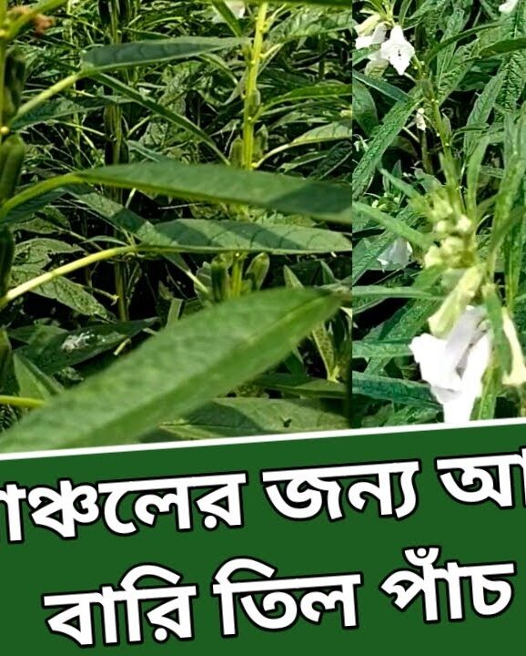 দক্ষিণাঞ্চলের জন্য আশীর্বাদ বারি তিল পাঁচ