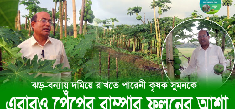 এবারও পেঁপের বাম্পার ফলনের আশা, ঝড়-বন্যায় দমিয়ে রাখতে পারেনী কৃষক সুমনকে