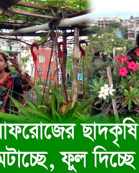 রোমানা আফরোজের ছাদকৃষি পরিবারের চাহিদা মেটাচ্ছে, ফুল দিচ্ছে মনেশান্তি