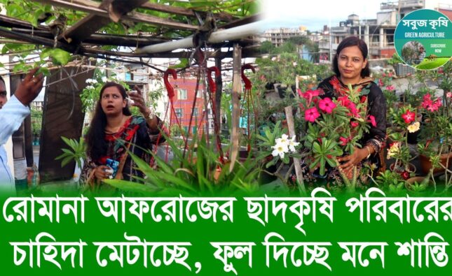 রোমানা আফরোজের ছাদকৃষি পরিবারের চাহিদা মেটাচ্ছে, ফুল দিচ্ছে মনেশান্তি