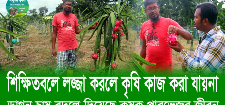 ড্রাগন ফল চাষ বদলে দিয়েছে কৃষক পারভেজের জীবন