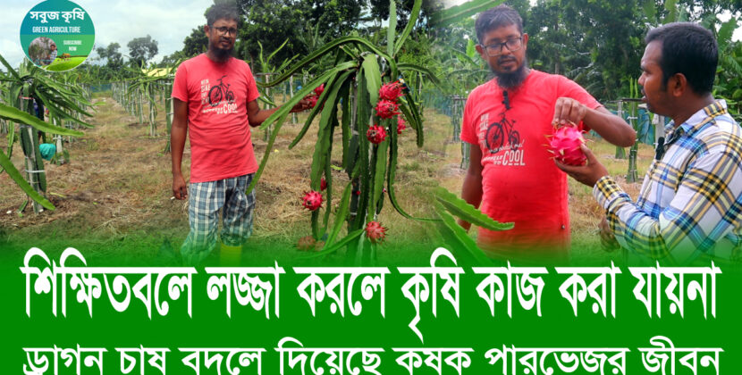 ড্রাগন ফল চাষ বদলে দিয়েছে কৃষক পারভেজের জীবন