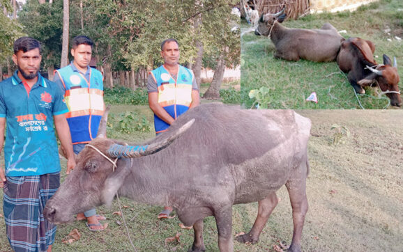 কুয়াকাটা সৈকতে ভেসে এলো তিনটি জীবিত মহিষ