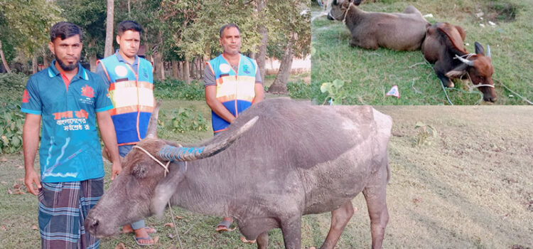 কুয়াকাটা সৈকতে ভেসে এলো তিনটি জীবিত মহিষ