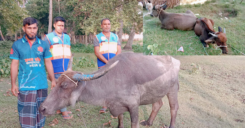 কুয়াকাটা সৈকতে ভেসে এলো তিনটি জীবিত মহিষ