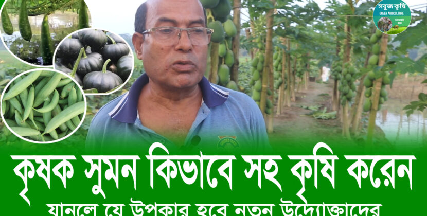 কৃষক সুমন কিভাবে সহ কৃষি করেন যানলে যে উপকার হবে নতুন উদ্যোক্তাদের