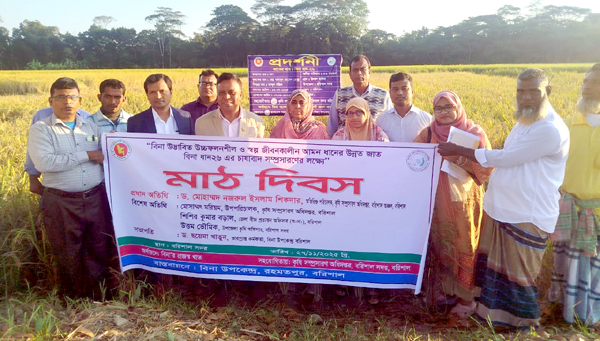 বরিশালের বাবুগঞ্জে বিনাধান-২৬’র মাঠ দিবস অনুষ্ঠিত