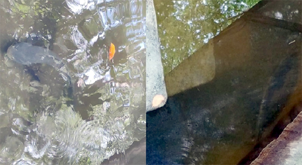 অলৌকিক গজার মাছ পুকুরে, কেউ ধরেও না-যায়ও না, মানত করেন অনেকে