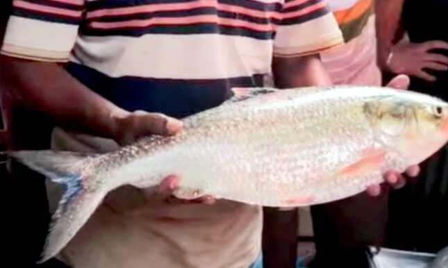 সন্ধ্যা নদীর দুই কেজি ৬শ গ্রাম ইলিশ, বিক্রি হলো ১৪ হাজার ৩০০ টাকায়