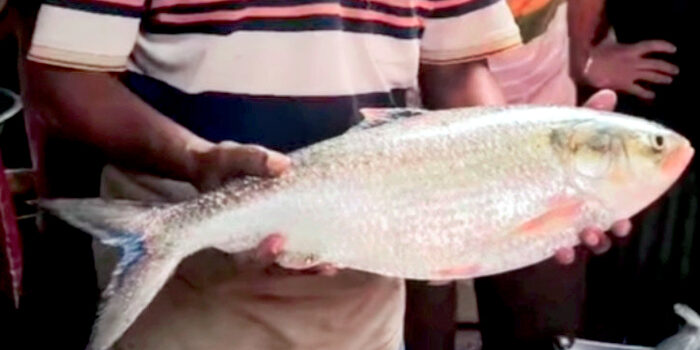 সন্ধ্যা নদীর দুই কেজি ৬শ গ্রাম ইলিশ, বিক্রি হলো ১৪ হাজার ৩০০ টাকায়