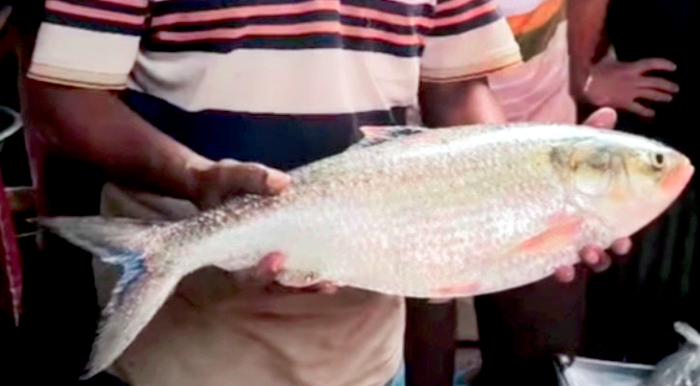 সন্ধ্যা নদীর দুই কেজি ৬শ গ্রাম ইলিশ, বিক্রি হলো ১৪ হাজার ৩০০ টাকায়