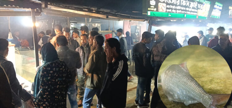 জীবিত ইলিশ সাতরাচ্ছে একুরিয়ামে, ফ্রাইয়ে কুয়াকাটায় চমক, ভিড় পর্যটকের