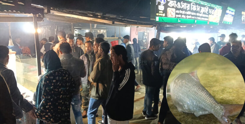 জীবিত ইলিশ সাতরাচ্ছে একুরিয়ামে, ফ্রাইয়ে কুয়াকাটায় চমক, ভিড় পর্যটকের