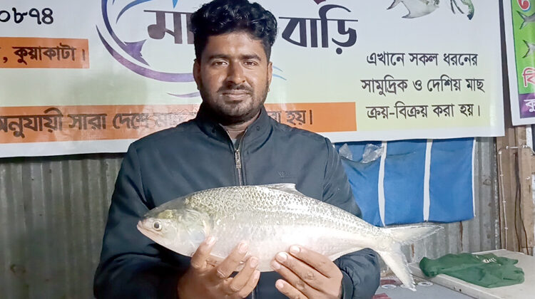 কুয়াকাটায় এক ইলিশ ৫৫০০ টাকায় বিক্রি