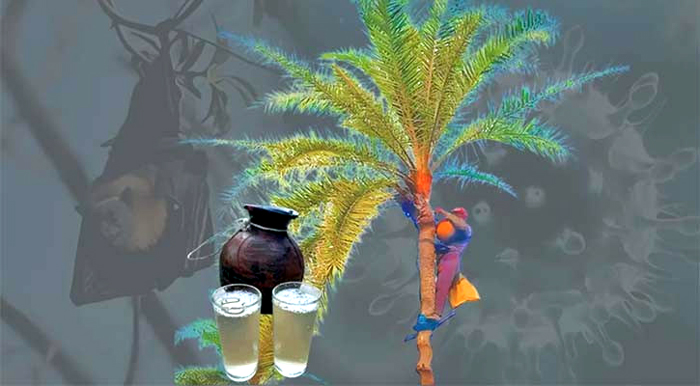 দেশে প্রথমবার অমৌসুমি নিপাহ ভাইরাস শনাক্ত, খেজুর রস খাওয়ায় সতর্কতা