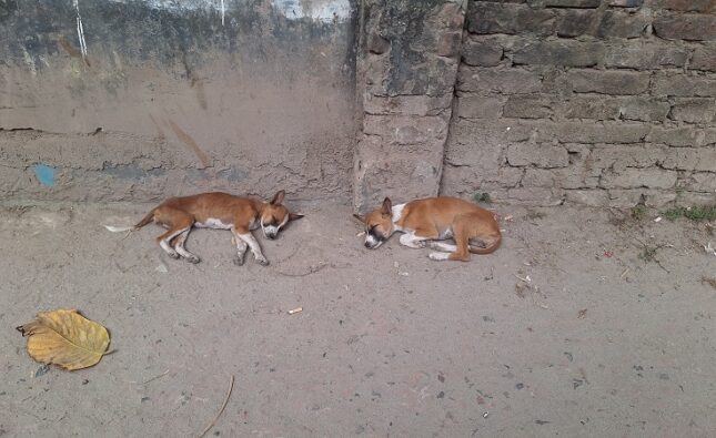বরিশালে বিষ দিয়ে নির্বিচারে কুকুর নিধন করছে দুর্বৃত্তরা