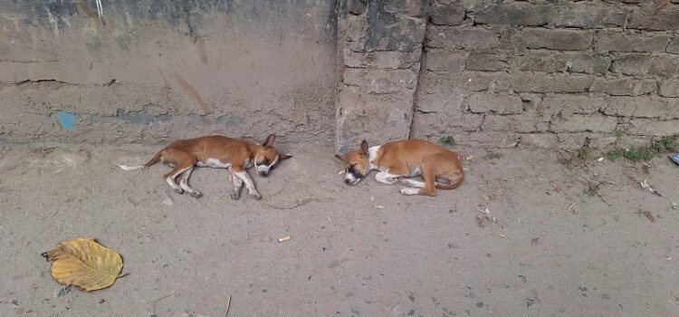 বরিশালে বিষ দিয়ে নির্বিচারে কুকুর নিধন করছে দুর্বৃত্তরা