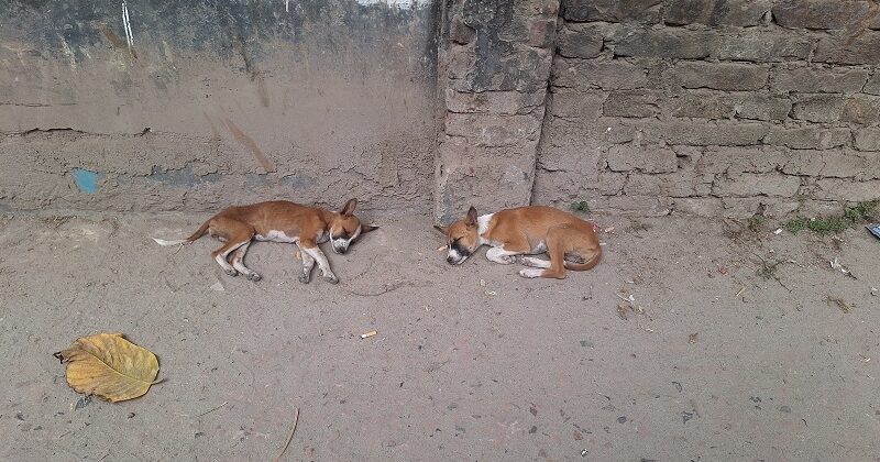 বরিশালে বিষ দিয়ে নির্বিচারে কুকুর নিধন করছে দুর্বৃত্তরা