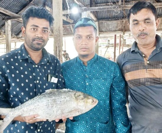 জেলের জালে ৭ হাজার ৯২০ টাকার ‘রাজা’ ইলিশ