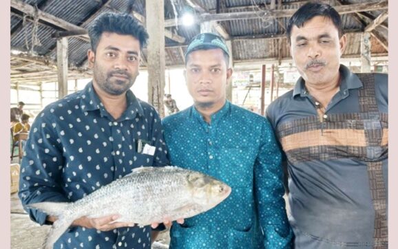 জেলের জালে ৭ হাজার ৯২০ টাকার ‘রাজা’ ইলিশ