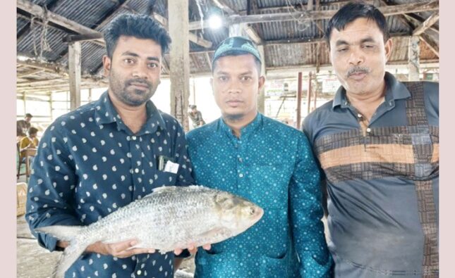জেলের জালে ৭ হাজার ৯২০ টাকার ‘রাজা’ ইলিশ