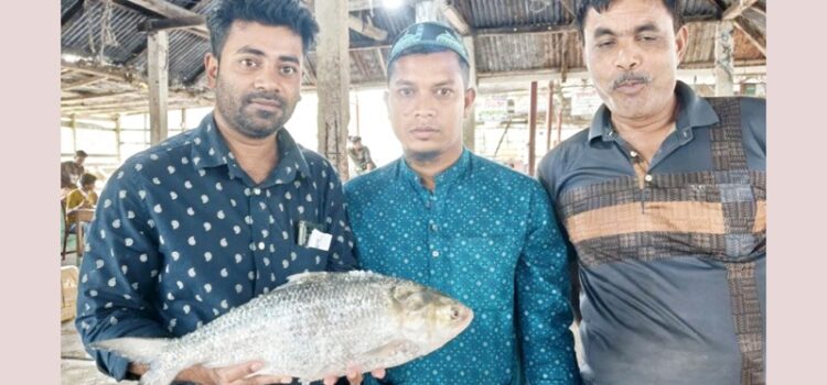 জেলের জালে ৭ হাজার ৯২০ টাকার ‘রাজা’ ইলিশ