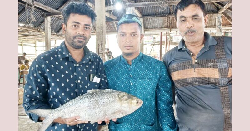 জেলের জালে ৭ হাজার ৯২০ টাকার ‘রাজা’ ইলিশ