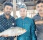 জেলের জালে ৭ হাজার ৯২০ টাকার ‘রাজা’ ইলিশ