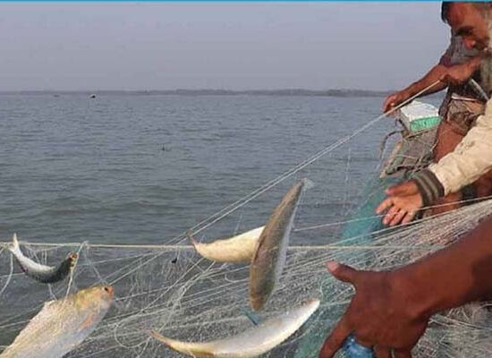 ৬ অভয়াশ্রমে দুই মাসের ইলিশ মাছ ধরায় নিষেধাজ্ঞা শুরু