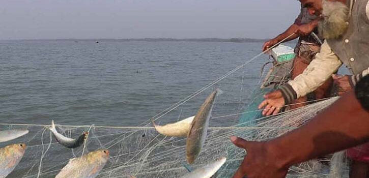 ৬ অভয়াশ্রমে দুই মাসের ইলিশ মাছ ধরায় নিষেধাজ্ঞা শুরু